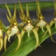 Brassia orchidea: cechy, rodzaje i pielęgnacja
