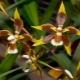 Storczyk Odontoglossum: opis i pielęgnacja w domu