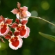 Oncidium storczyków: opis, rodzaje i pielęgnacja