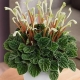 Peperomia caprata: opis, pielęgnacja i reprodukcja