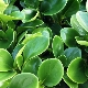 Peperomia Magnolialeaf: opis, choroby i opieka
