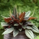 Peperomia: opis, rodzaje, reprodukcja i pielęgnacja