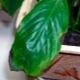 Dlaczego liście spathiphyllum stają się czarne i co z tym zrobić?