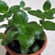 Dlaczego Kalanchoe nie kwitnie i co robić?