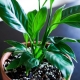 Dlaczego spathiphyllum (kobiece szczęście) nie kwitnie i jak właściwie się nim opiekować?