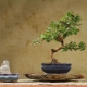 Wskazówki dotyczące uprawy bonsai carmona