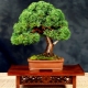 Wskazówki dotyczące uprawy Juniper Bonsai