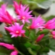 Rhipsalidopsis: odmiany, różnica od Schlumbergera i pielęgnacja