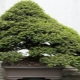 Sekrety uprawy bonsai ze świerka