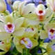 Jak długo kwitnie orchidea i jak przedłużyć kwitnienie?