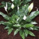 Spathiphyllum Domino: opis odmiany, cechy pielęgnacji