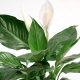 Spathiphyllum Cupido: opis, podklasa i pielęgnacja