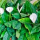 Spathiphyllum: opis i miejsce narodzin rośliny