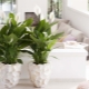 Spathiphyllum Sensation: charakterystyka odmiany i cechy jej uprawy