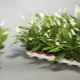 Spathiphyllum Chopin: opis i pielęgnacja w domu