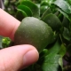 Metody leczenia Kalanchoe przed chorobami i szkodnikami
