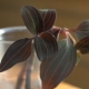 Méthodes d'élevage pour Tradescantia à la maison