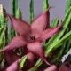 Stapelia: rodzaje i pielęgnacja w domu