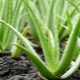 Wiek i aloes: jaka jest różnica?