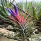 Tillandsia atmosferyczne: rodzaje, zasady pielęgnacji i metody rozmnażania