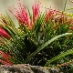 Tillandsia: opis, rodzaje, pielęgnacja i reprodukcja