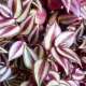 Tradescantia: à quoi ça ressemble, types et soins à domicile