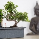 Gatunki Bonsai