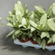 Rodzaje i odmiany aglaonema