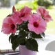 Rodzaje i odmiany hibiskusa