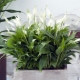 Rodzaje i odmiany spathiphyllum