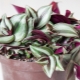 Types et variétés de tradescantia