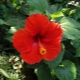Wszystko o hibiskusie ogrodowym