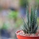 Tout sur Haworthia