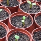 Uprawa adenium z nasion