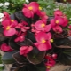 Rosnąca wiecznie kwitnąca begonia z nasion