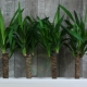 Yucca: opis, rodzaje i pielęgnacja