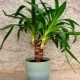 Yucca: rozmnażanie i pielęgnacja w domu