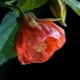 Abutilon: opis, rodzaje, cechy sadzenia i rozmnażania