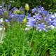 Agapanthus: opis gatunku, zasady sadzenia i pielęgnacji