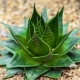 Aloes: charakterystyka, rodzaje, wskazówki dotyczące uprawy