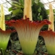 Amorphophallus: cechy i cechy uprawy