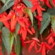 Begonia boliwijska: charakterystyka i zasady opieki