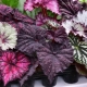 Begonia królewska