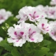 Pelargonie białe: odmiany i ich uprawa