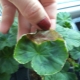 Choroby i szkodniki pelargonii: przyczyny i leczenie