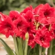 Czym różni się amarylis od hippeastrum?