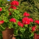 Jak karmić pelargonie w domu?
