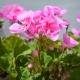  Co zrobić, gdy liście geranium zwijają się?