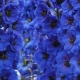 Delphinium: charakterystyka, odmiany, niuanse uprawy
