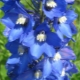 Delphinium wielkokwiatowe: odmiany i cechy pielęgnacji